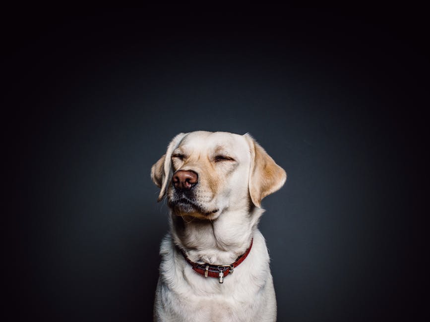 136 negatives words about Dogs